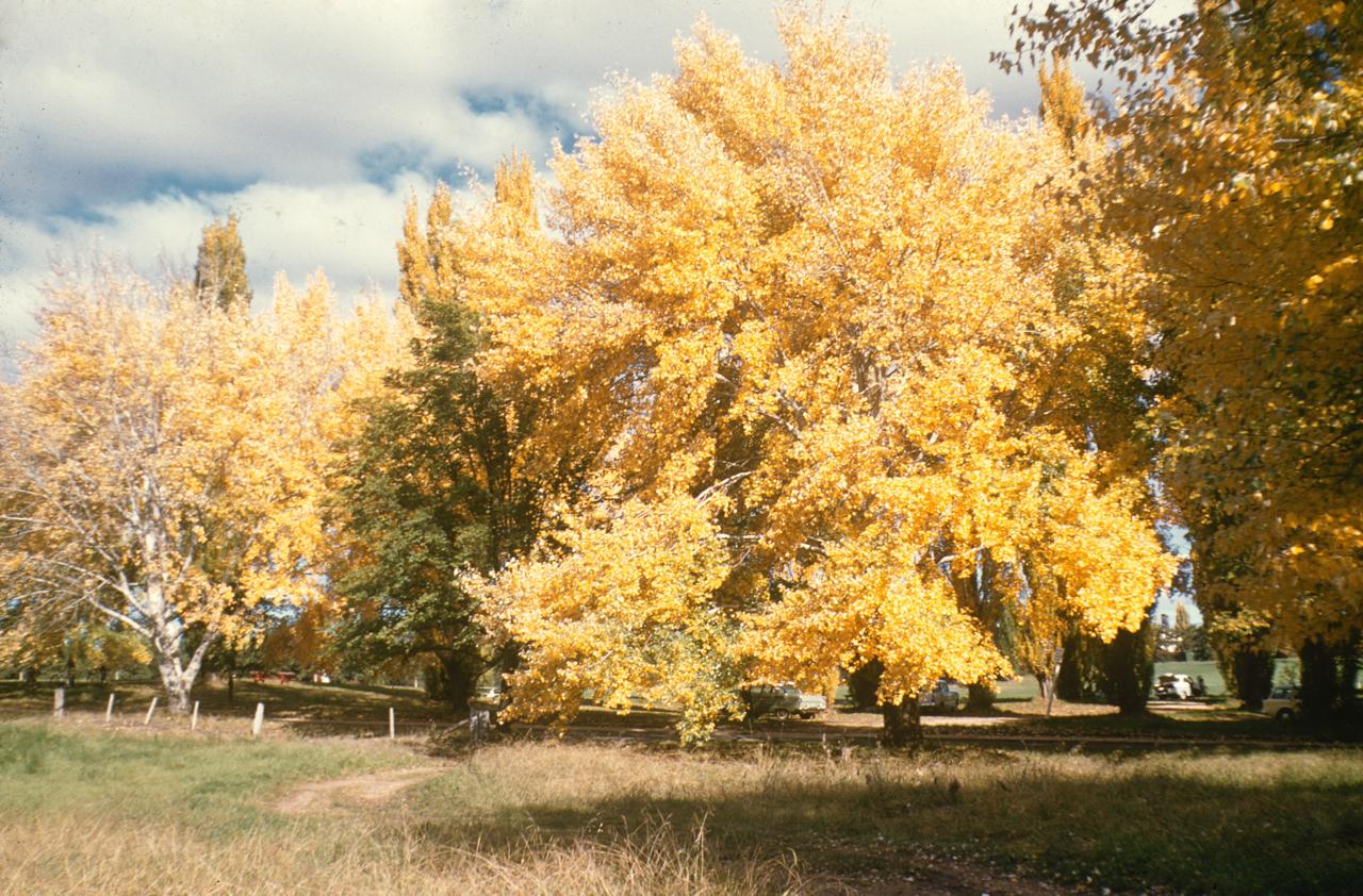 Poplars on the way to Lennox Crossing