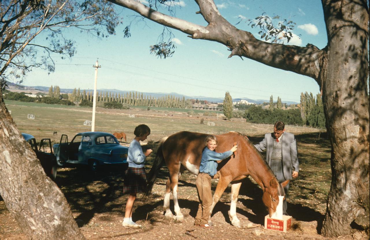 Grooming the horse above acton flats