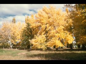 Poplars on the way to Lennox Crossing