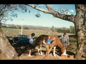 Grooming the horse above acton flats