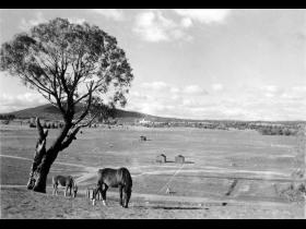 Acton flats with hockey fields and horses